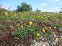 Hieracium umbellatum 11, Schermhavikskruid, Saxifraga-Ed Stikvoort