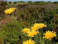 Hieracium umbellatum 14, Schermhavikskruid, Saxifraga-Ed Stikvoort