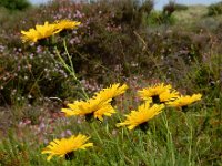 Hieracium umbellatum 15, Schermhavikskruid, Saxifraga-Ed Stikvoort