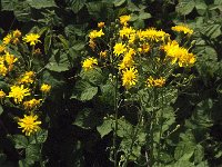 Hieracium umbellatum 16, Schermhavikskruid, Saxifraga-Jan van der Straaten