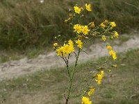 Hieracium umbellatum 2, Schermhavikskruid, Saxifraga-Jan van der Straaten