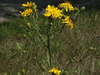 Hieracium umbellatum 20, Schermhavikskruid, Saxifraga-Jan van der Straaten