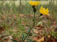 Hieracium umbellatum 21, Schermhavikskruid, Saxifraga-Ed Stikvoort