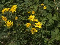 Hieracium umbellatum 24, Schermhavikskruid, Saxifraga-Jan van der Straaten