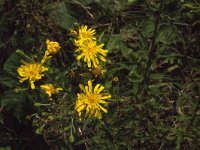 Hieracium umbellatum 25, Schermhavikskruid, Saxifraga-Jan van der Straaten