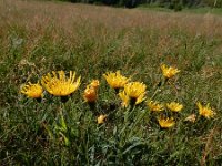 Hieracium umbellatum 31, Schermhavikskruid, Saxifraga-Ed Stikvoort