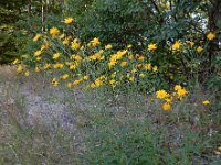 Hieracium umbellatum 32, Schermhavikskruid, Saxifraga-Ed Stikvoort