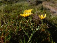 Hieracium umbellatum 33, Schermhavikskruid, Saxifraga-Ed Stikvoort