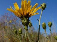 Hieracium umbellatum 34, Schermhavikskruid, Saxifraga-Ed Stikvoort