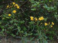 Hieracium umbellatum 36, Schermhavikskruid, Saxifraga-Ed Stikvoort