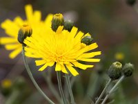 Hieracium umbellatum 38, Schermhavikskruid, Saxifraga-Bart Vastenhouw