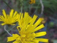 Schermhavikskruid Hieracium umbellatum