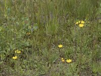 Hieracium umbellatum 41, Schermhavikskruid, Saxifraga-Willem van Kruijsbergen