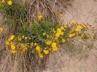 Hieracium umbellatum 8, Schermhavikskruid, Saxifraga-Peter Meininger