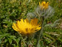 Hieracium villosum 10, Saxifraga-Ed Stikvoort