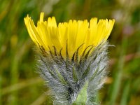 Hieracium villosum 14, Saxifraga-Sonja Bouwman  Shaggy hawkweed - Hieracium villosum - Asteraceae familie