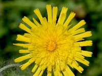 Hieracium villosum 16, Saxifraga-Sonja Bouwman  Shaggy hawkweed - Hieracium villosum - Asteraceae familie; Alp Trider (Zw)