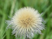 Hieracium villosum 19, Saxifraga-Sonja Bouwman  Shaggy hawkweed - Hieracium villosum - Asteraceae familie