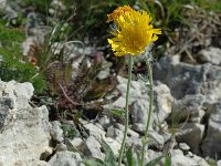 Hieracium villosum 4, Saxifraga-Jan van der Straaten