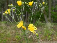 Hieracium vulgatum 6, Dicht havikskruid, Saxifraga-Rutger Barendse