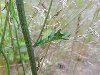 Hieracium vulgatum 7, Dicht havikskruid, Saxifraga-Rutger Barendse