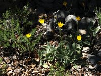 Hieracium waldsteinii 2, Saxifraga-Jasenka Topic