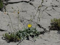 Hieracium waldsteinii 3, Saxifraga-Jasenka Topic