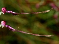 Himantoglossum adriaticum 5, Saxifraga-Hans Dekker