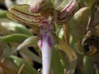 Himantoglossum hircinum 12, Bokkenorchis, Saxifraga-Hans Dekker