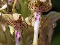 Himantoglossum hircinum 13, Bokkenorchis, Saxifraga-Hans Dekker