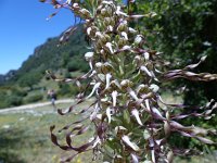 Himantoglossum hircinum 17, Bokkenorchis, Saxifraga-Mark Zekhuis