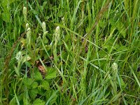 Himantoglossum hircinum 28, Bokkenorchis, Saxifraga-Ed Stikvoort