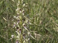 Himantoglossum hircinum 41, Bokkenorchis, Saxifraga-Willem van Kruijsbergen