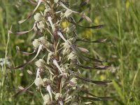 Himantoglossum hircinum 43, Bokkenorchis, Saxifraga-Willem van Kruijsbergen