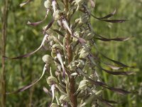 Himantoglossum hircinum 44, Bokkenorchis, Saxifraga-Willem van Kruijsbergen