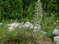 Himantoglossum hircinum 47, Bokkenorchis, Saxifraga-Dirk Hilbers