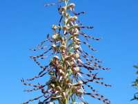 Himantoglossum hircinum 48, Bokkenorchis, Saxifraga-Ed Stikvoort