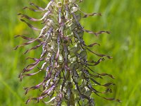 Himantoglossum hircinum 49, Bokkenorchis, Saxifraga-Jan Nijendijk