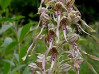 Himantoglossum hircinum 5, Bokkenorchis, Saxifraga-Mark Zekhuis