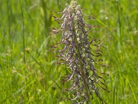 Himantoglossum hircinum 50, Bokkenorchis, Saxifraga-Jan Nijendijk