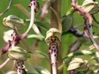 Himantoglossum hircinum 6, Bokkenorchis, Saxifraga-Hans Dekker