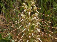 Himantoglossum hircinum 61, Bokkenorchis, Saxifraga-Harry Jans