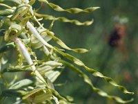 Himantoglossum hircinum 62, Bokkenorchis, Saxifraga-Hans Dekker