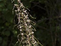 Himantoglossum hircinum 69, Bokkenorchis, Saxifraga-Jan Nijendijk