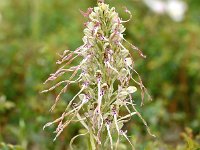 Himantoglossum hircinum 77, Bokkenorchis, Saxifraga-Sonja Bouwman  940. Bokkenorchis - Himantoglossum hircinum - Orchidaceae familie (i) IJmuiden