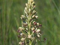 Himantoglossum hircinum 9, Bokkenorchis, Saxifraga-Hans Dekker