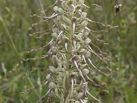 Himantoglossum hirsinum 74, Bokkenorchis, Saxifraga-Willem van Kruijsbergen