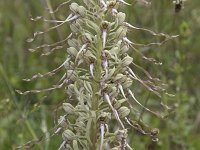 Himantoglossum hirsinum 75, Bokkenorchis, Saxifraga-Willem van Kruijsbergen