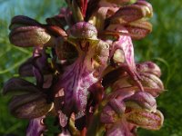 Himantoglossum robertianum 13, Hyacintorchis, Saxifraga-Ed Stikvoort : s10 cyprus