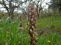 Himantoglossum robertianum 24, Hyacintorchis, Saxifraga-Peter Meininger